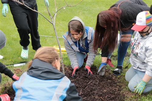 Students plant a tree